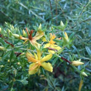 Hypericum sp. nov.