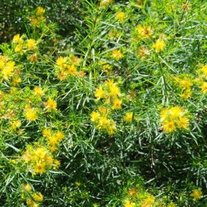 Hypericum densiflorum (Coastal Plain Bushy St. John’s Wort )