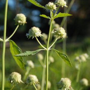 Hyptis alatus (Cluster Bushmint or Bittermint)