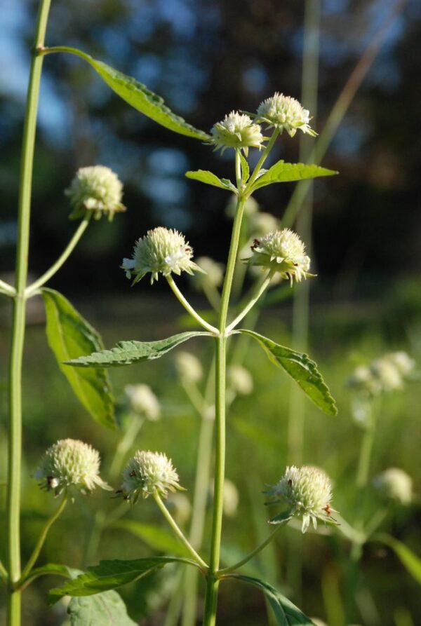 Hyptis alatus (Cluster Bushmint or Bittermint) | Naturescapes of ...