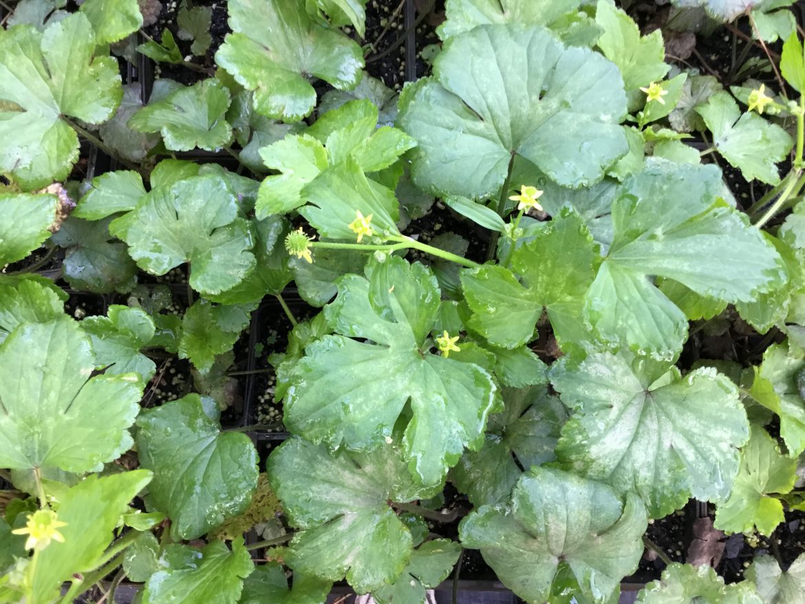 Green leaves with small yellow flowers growing in soil.