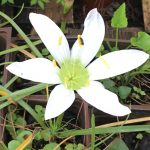 White lily with yellow center in garden.