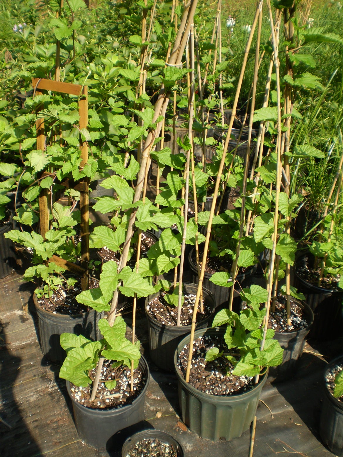 Young plants growing in black plastic bags with bamboo stakes in a garden.