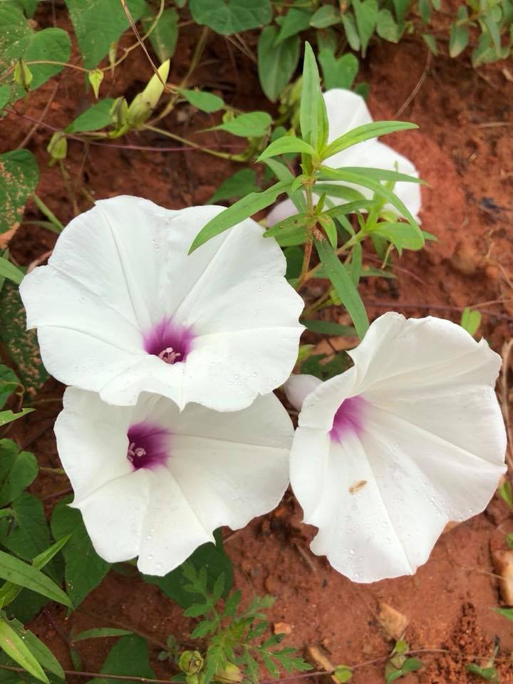 Three white morning glory flowers with purple centers on green leaves.