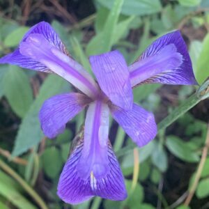 Iris virginica ( Blue Flag Iris) (3.5" pots)