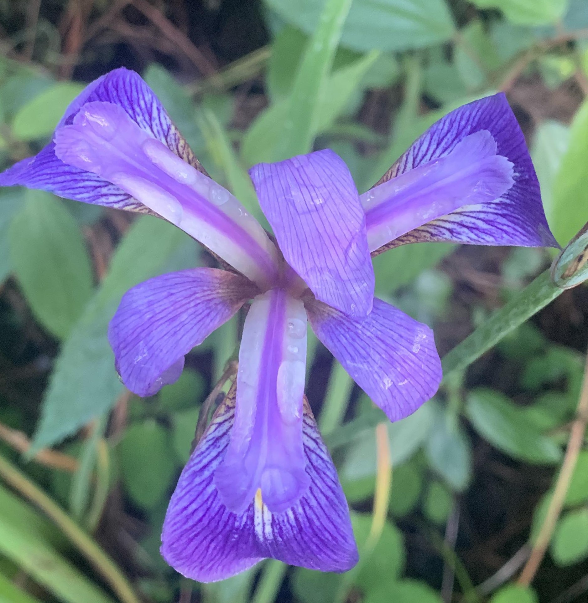 Iris virginica ( Blue Flag Iris) (3.5" pots)