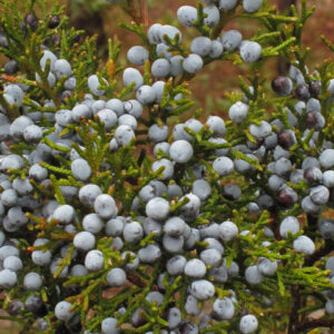 Juniperus virginiana var. silicicola (Southern Red-cedar)