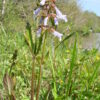Salvia lyrata (Lyreleaf Sage)