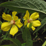 Yellow flowers with green leaves in background.