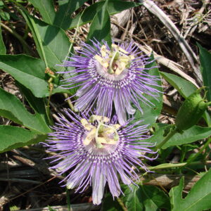 Passiflora incarnata (Maypop or Native Passionflower)