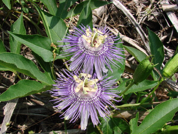 Passiflora incarnata (Maypop or Native Passionflower)