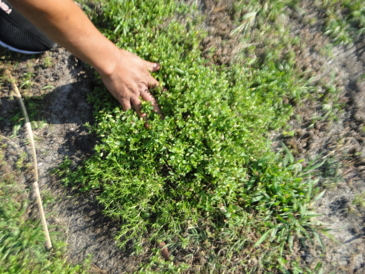 A hand touching a lush green bush on soil.