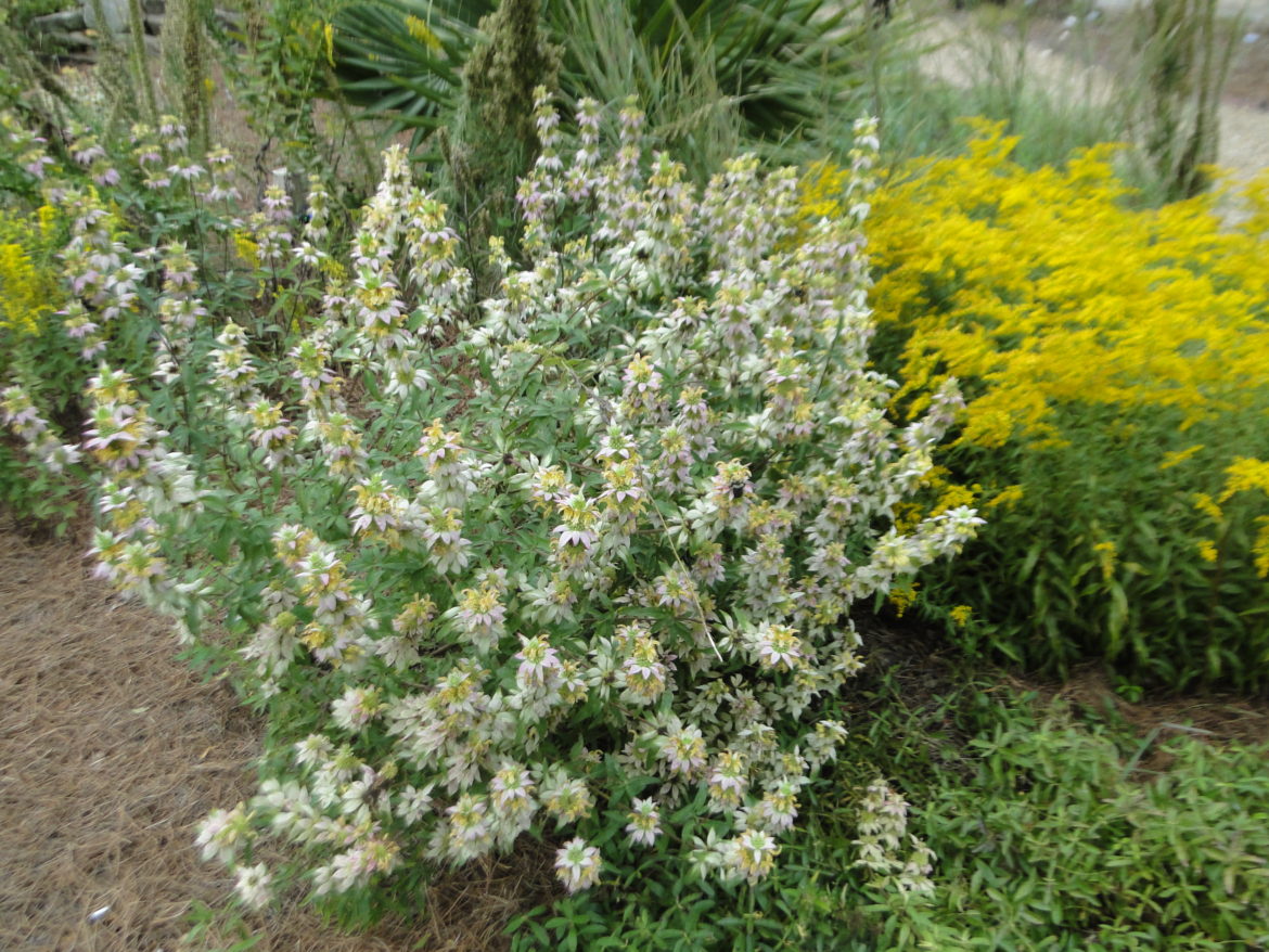 A lush shrub with white flowers and green leaves in a garden.