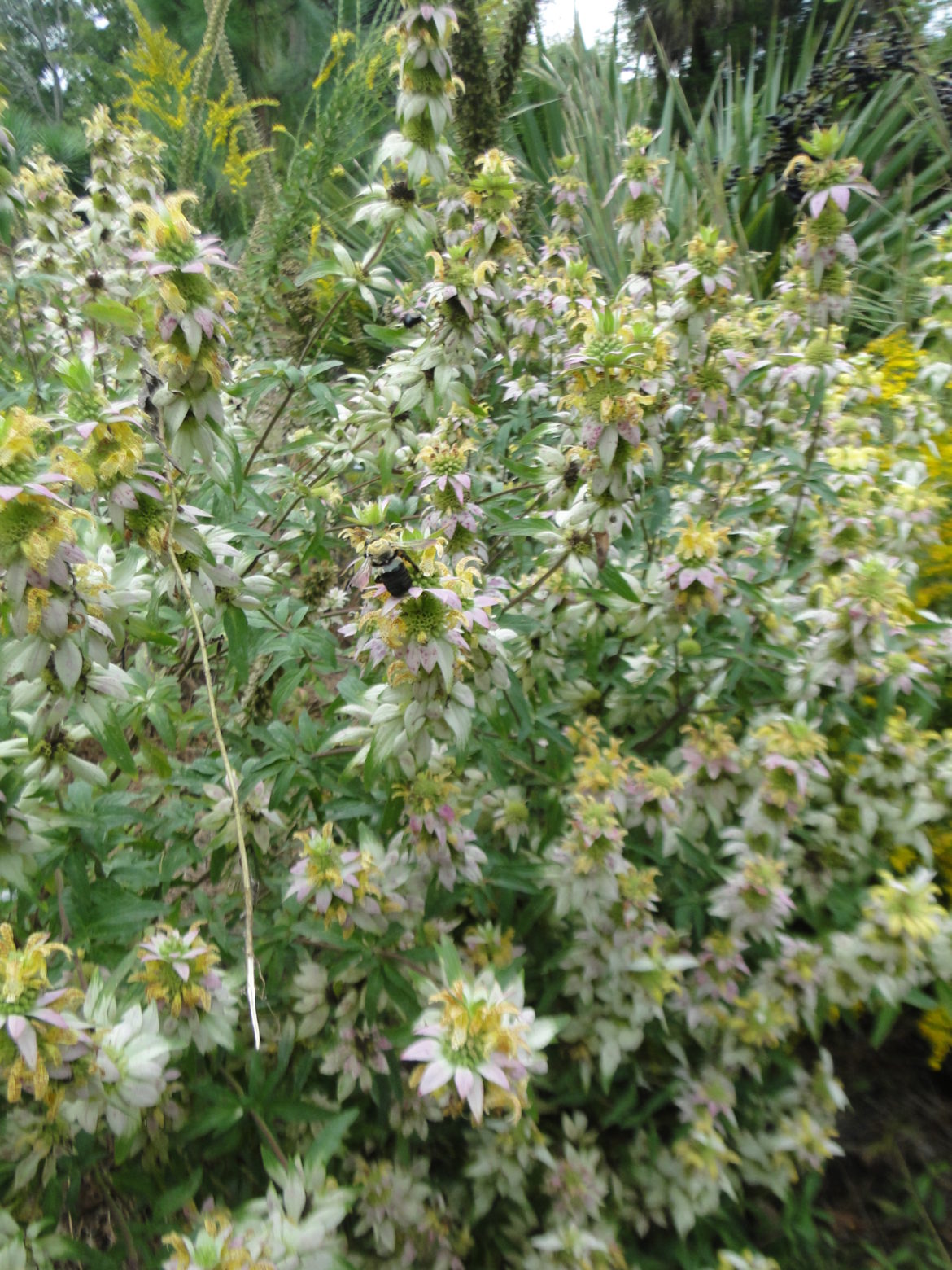 Bee collecting nectar from white and yellow flowers on a dense green shrub.