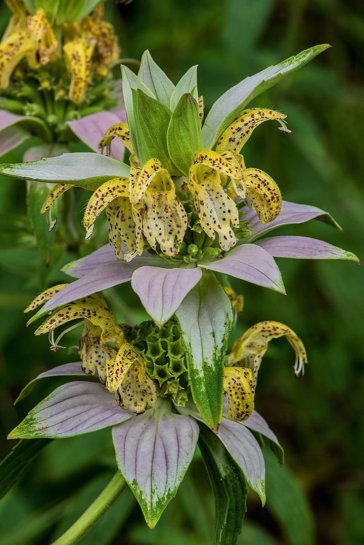 Close-up of yellow and purple spotted flowers with green foliage.