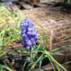 Muscari sp. (Grape Hyacinth) - Image 2