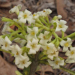 White flowers with green stems and leaves.