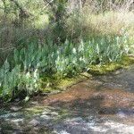 Streamside plants along a flowing creek.