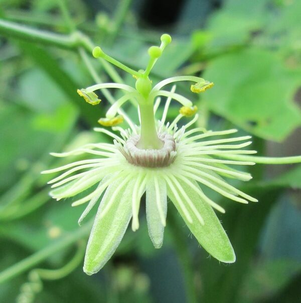 Passiflora lutea (Yellow Passionflower) 3.5"