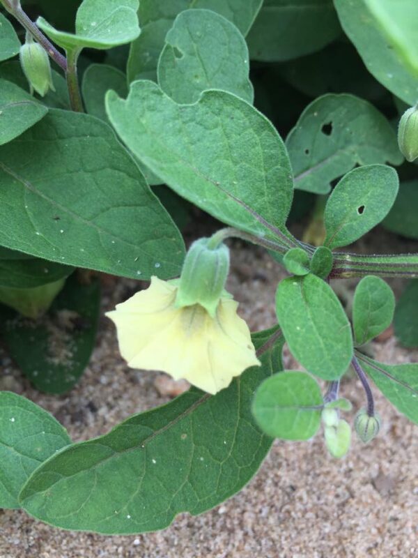 Physalis walteri (Dune Groundcherry)