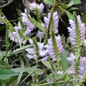 Physostegia virginiana ssp. virginiana ("Militia Camp" Northern Obedient Plant )