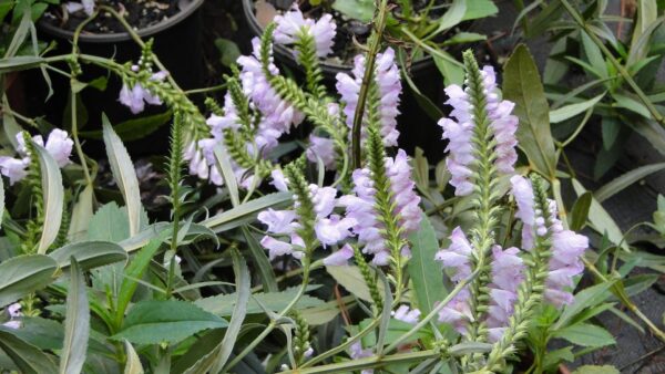 Physostegia virginiana ssp. virginiana ("Militia Camp" Northern Obedient Plant )