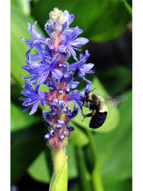 A bee collecting nectar from vibrant purple flowers.