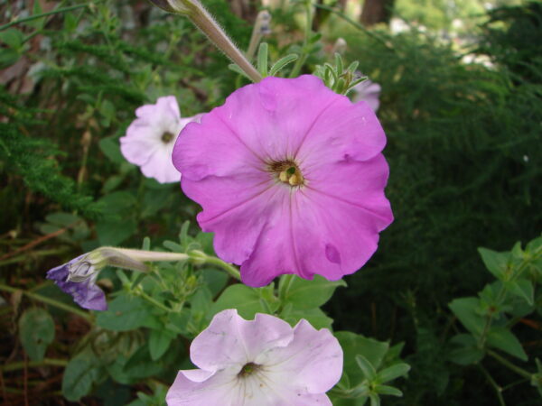 Petunia x hybrida (Old-fashioned Reseeding Petunia)