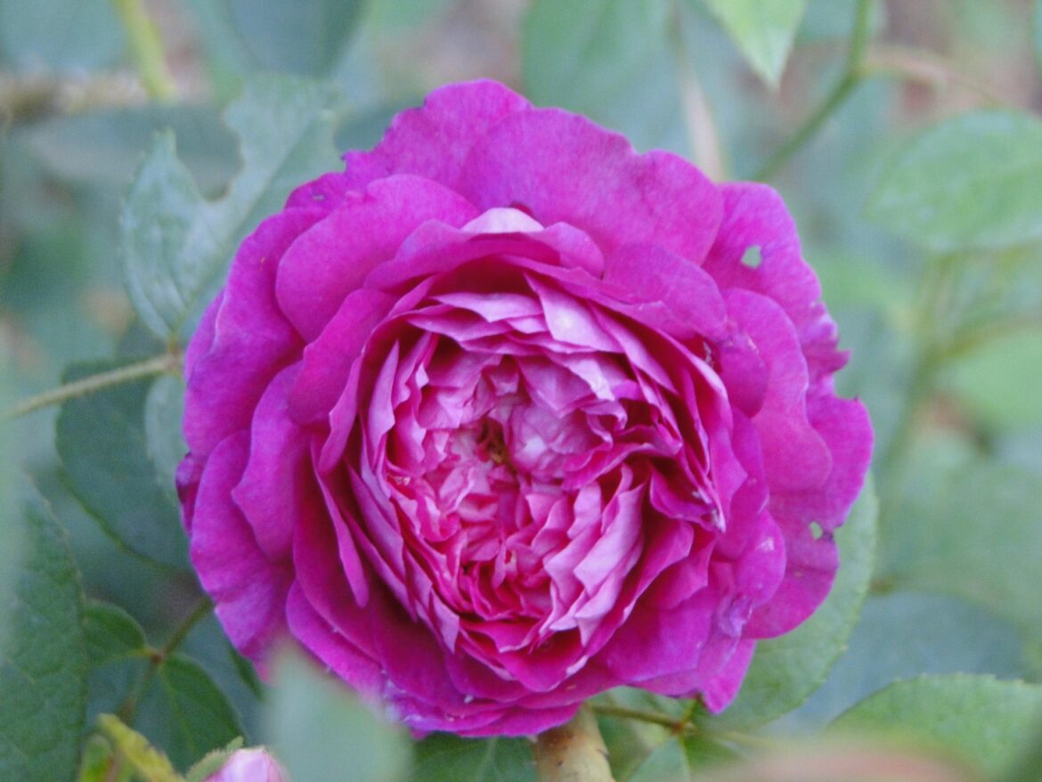 Rosa Sp. 