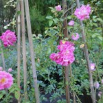 Pink roses climbing wooden trellis in garden.