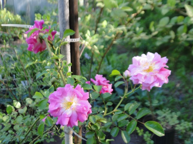 Pink and purple roses blooming in a garden.
