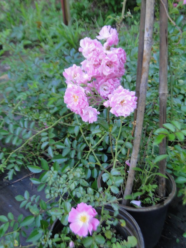 Cluster of delicate pink roses blooming on a garden plant.