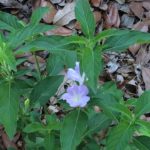 Purple flower surrounded by green leaves.