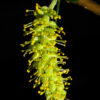 Salix caroliniana (Carolina Willow) - Image 3
