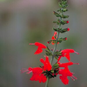 Salvia coccinea (Scarlet Sage, Banderilla Colorado)