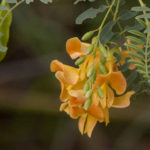 Orange flowers with green leaves in focus.