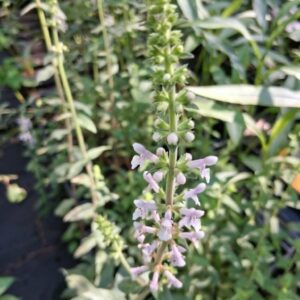 Stachys caroliniana (Carolina Hedge Nettle)