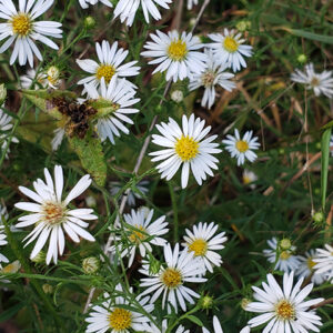 Symphyotrichum pilosum syn. Aster pilosa (Frost Aster)