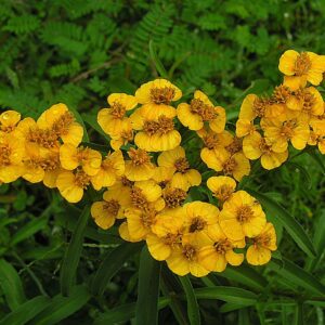 Tagetes lucida (Mexican Marigold, Mexican Tarragon, Pericón, Yerbaniz)