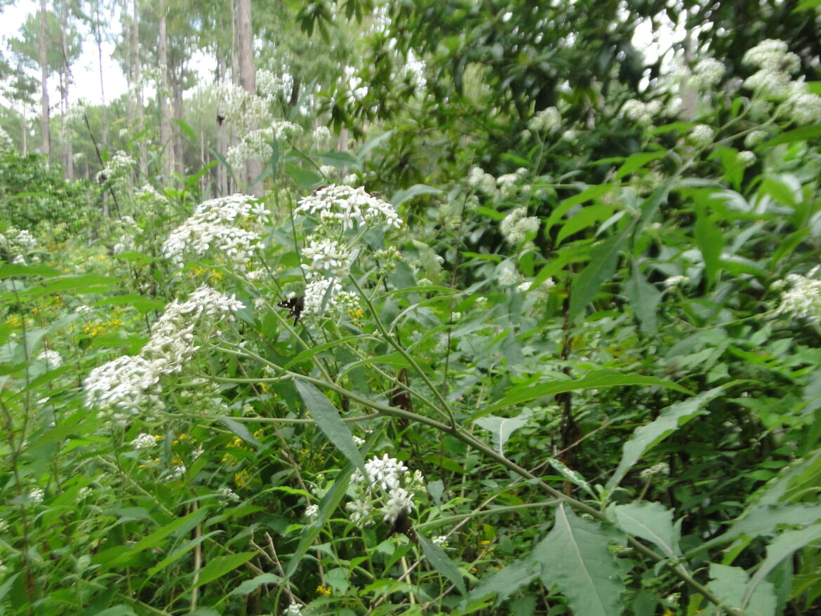 Wild white flowers blooming amidst green foliage in a natural setting.