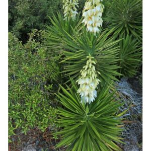 Yucca aloifolia (Spanish Bayonet)