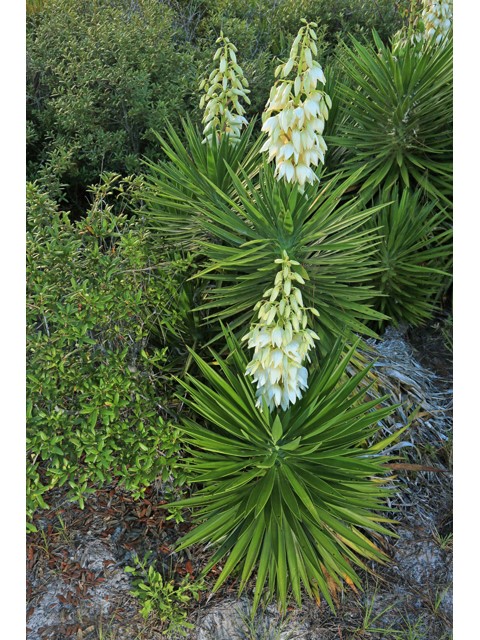 Yucca aloifolia (Spanish Bayonet)