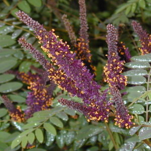 Amorpha fruticosa (Tall Indigo-bush)