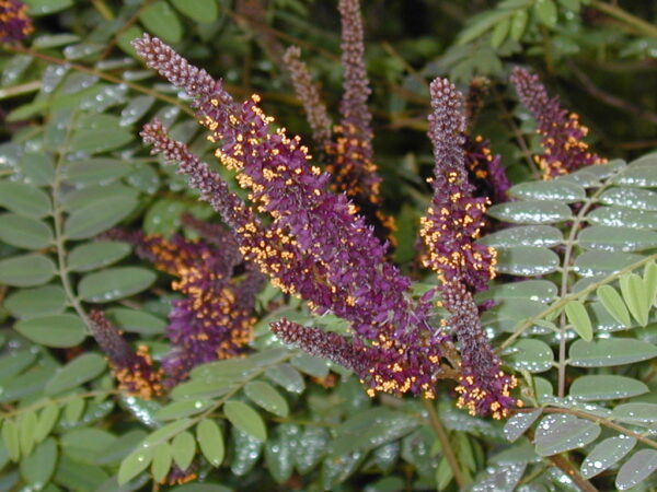 Amorpha fruticosa (Tall Indigo-bush)