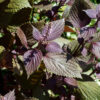 Perilla frutescens (Beefsteak Plant, Perilla, Shiso)