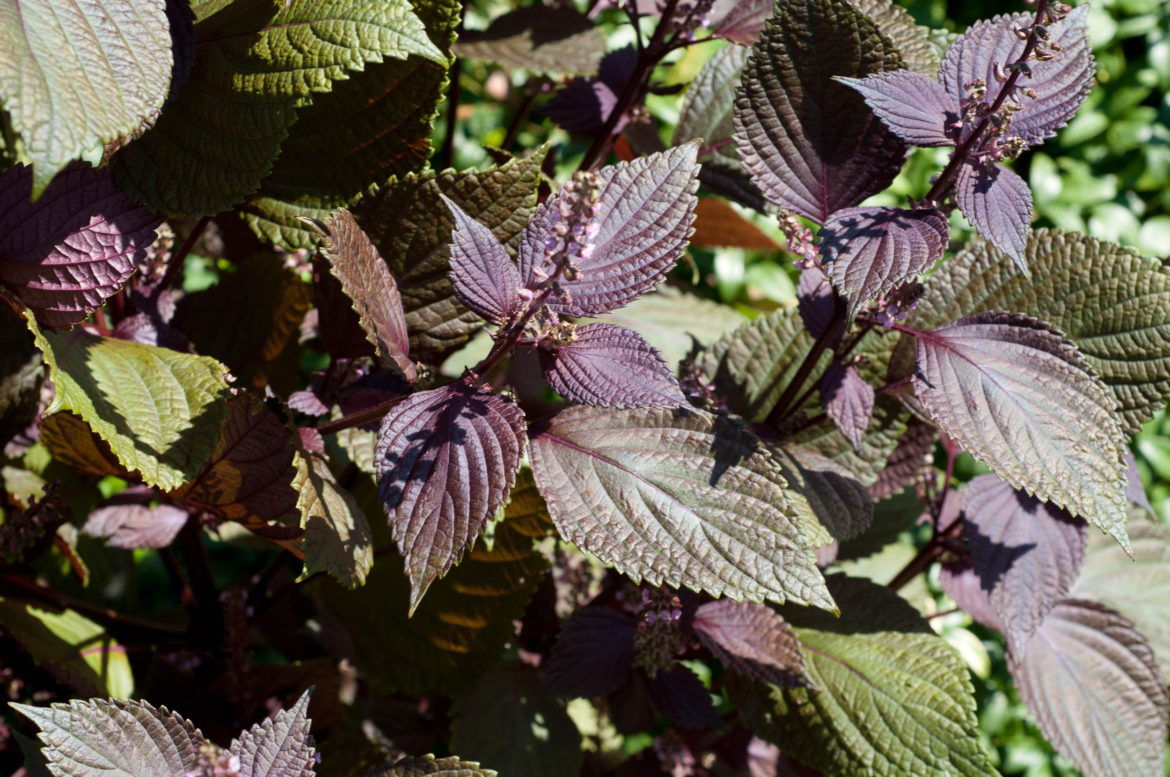Perilla frutescens (Beefsteak Plant, Perilla, Shiso)